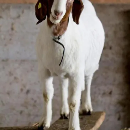 Baettwil By Interhome Apartment