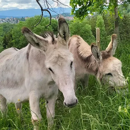 Baettwil By Interhome