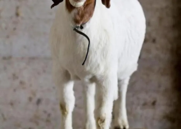 Baettwil By Interhome Appartement