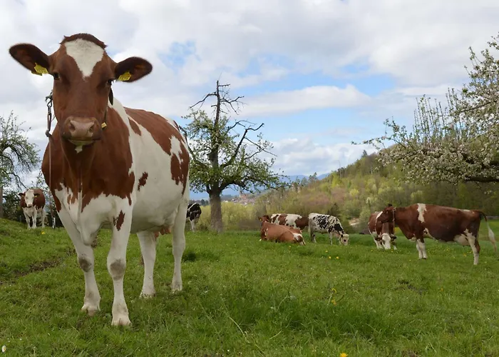 Baettwil By Interhome Appartement Burgdorf