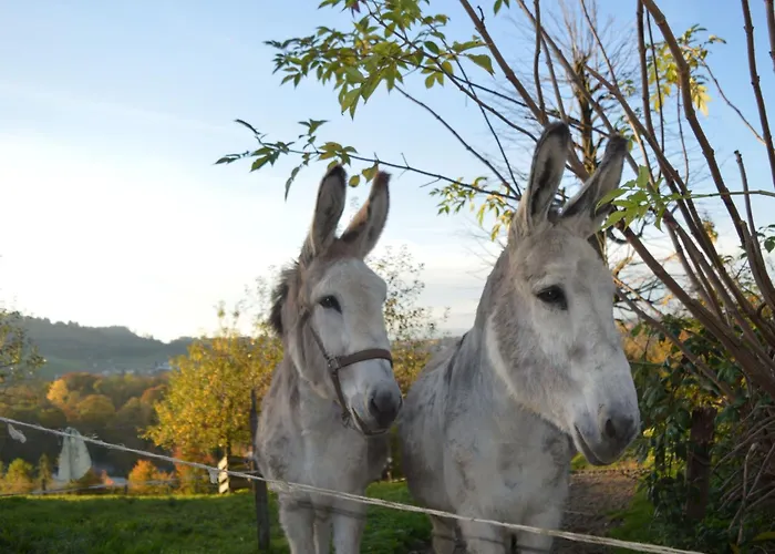 Baettwil By Interhome * 布格多夫