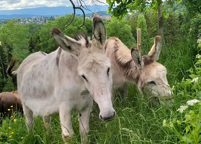 Baettwil By Interhome