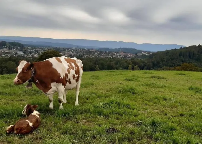 公寓 Baettwil By Interhome 布格多夫